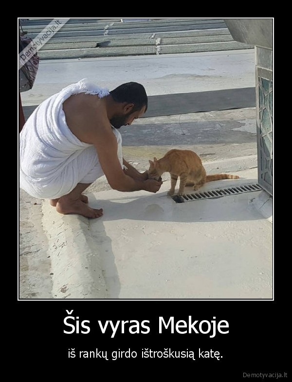 meka,kate,katinas,vanduo