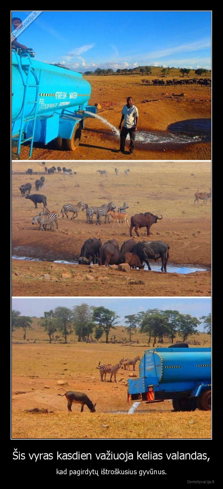 vyras,troskulys,girdymas,gyvunai