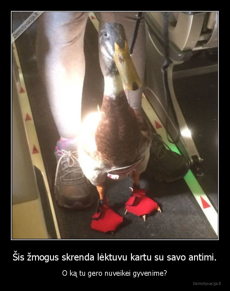 antis,gyvenimas,lektuvas