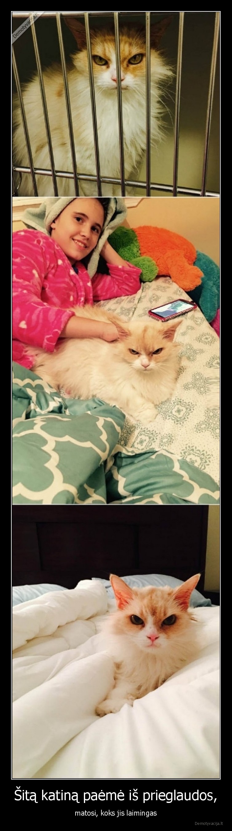 katinas,laimingas,prieglauda