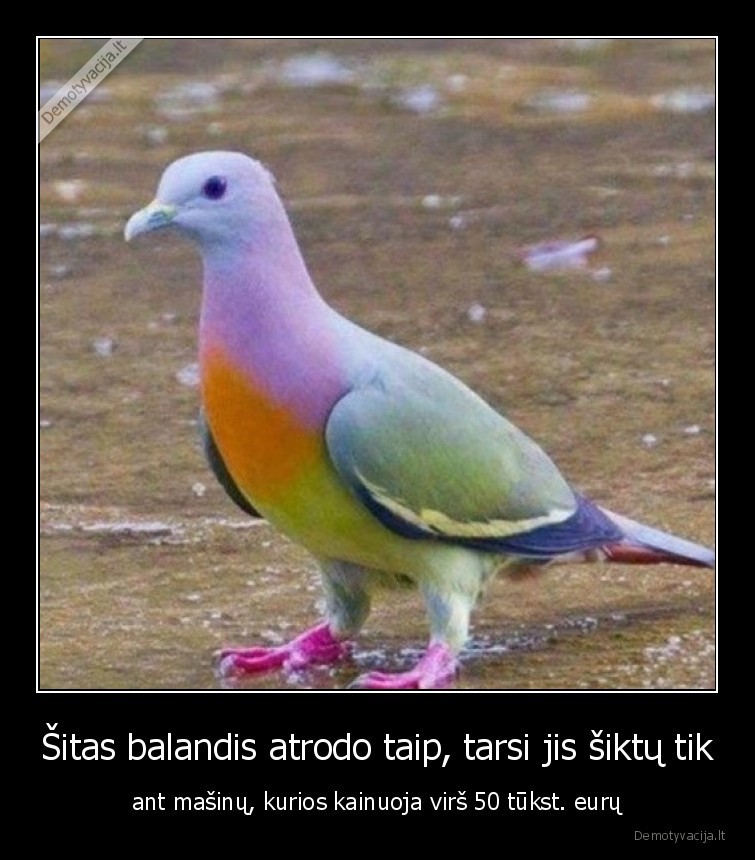 balandis,masinos,prabanga