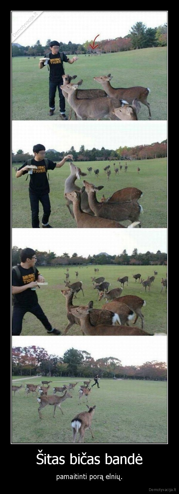 elniai,maitinimas,bicas,nepasiseke