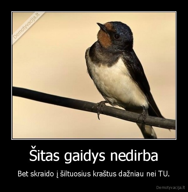 pauksciai,silta,kurortai