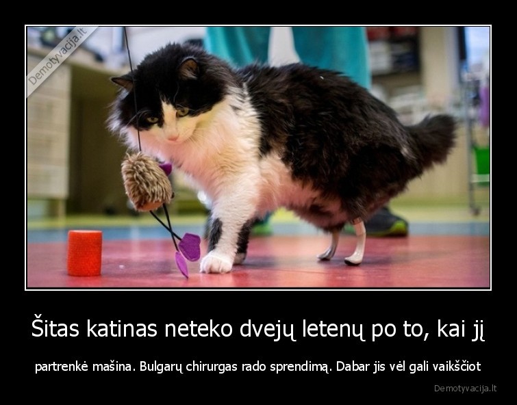 katinas,chirurgas,letenos,operacija