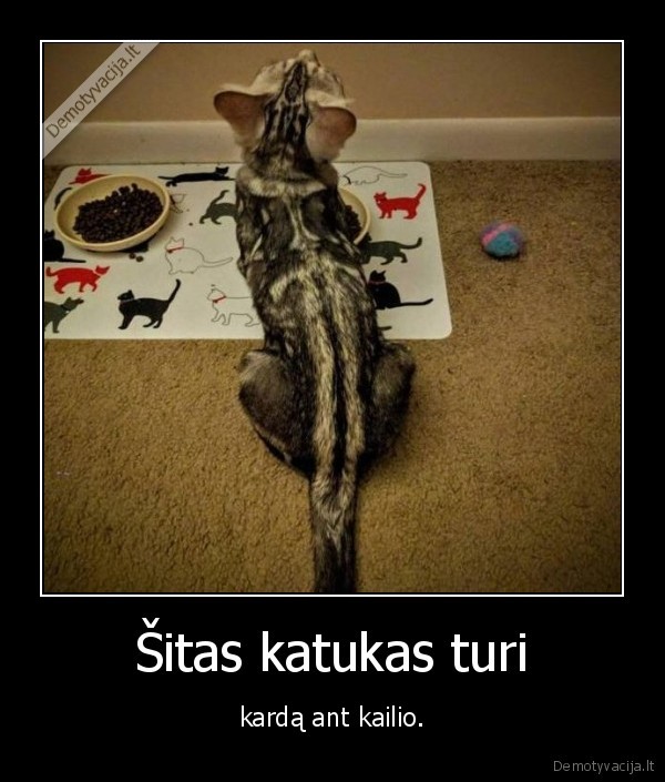 kate,katinas,katukas,kardas,kailis