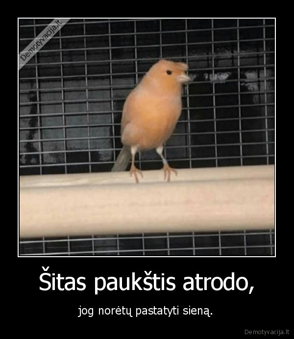 paukstis,donaldas, trampas,siena