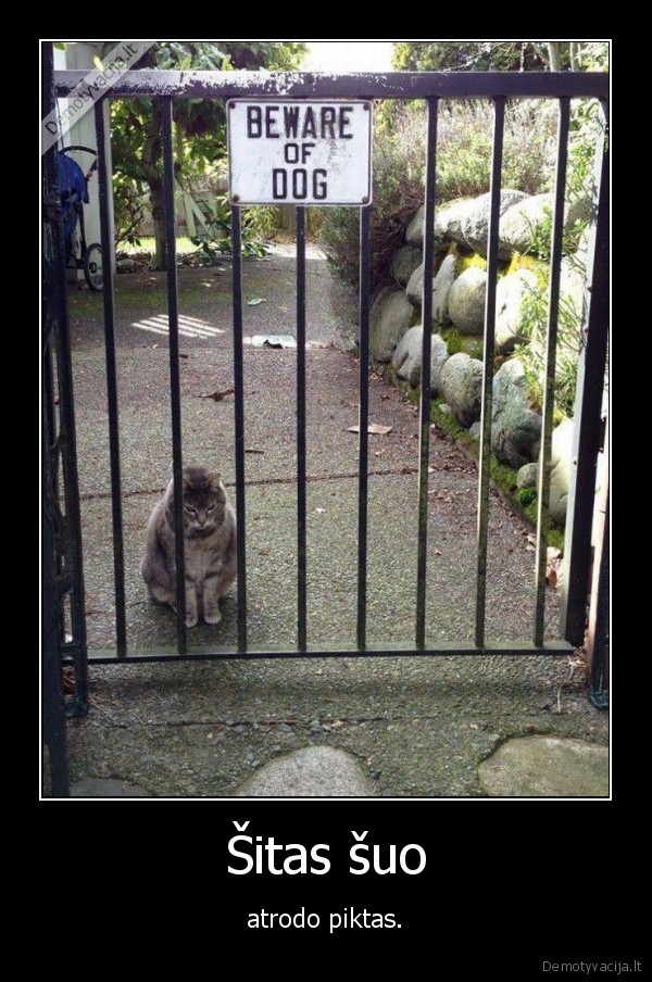 suo,kate,katinas,piktas