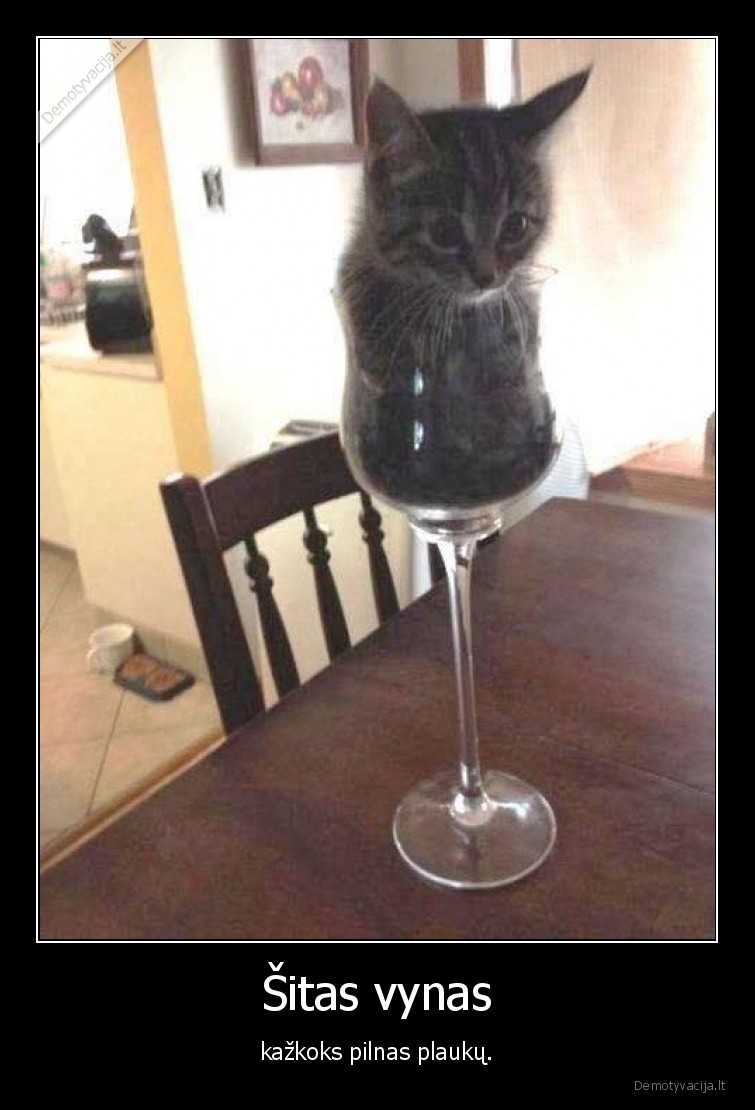 kate,katinas,kaciukas,vynas,kailis