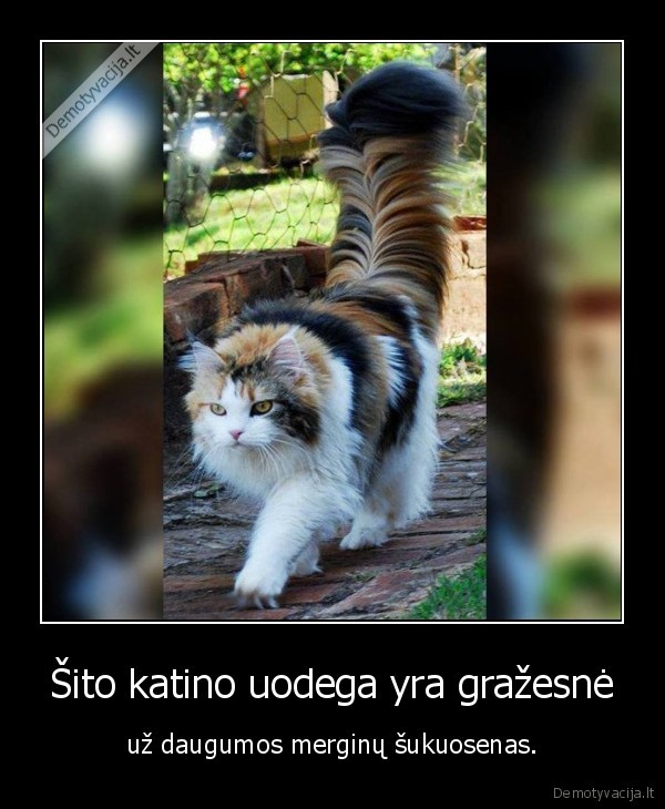 kate,katinas,uodega,mergina,sukuosena