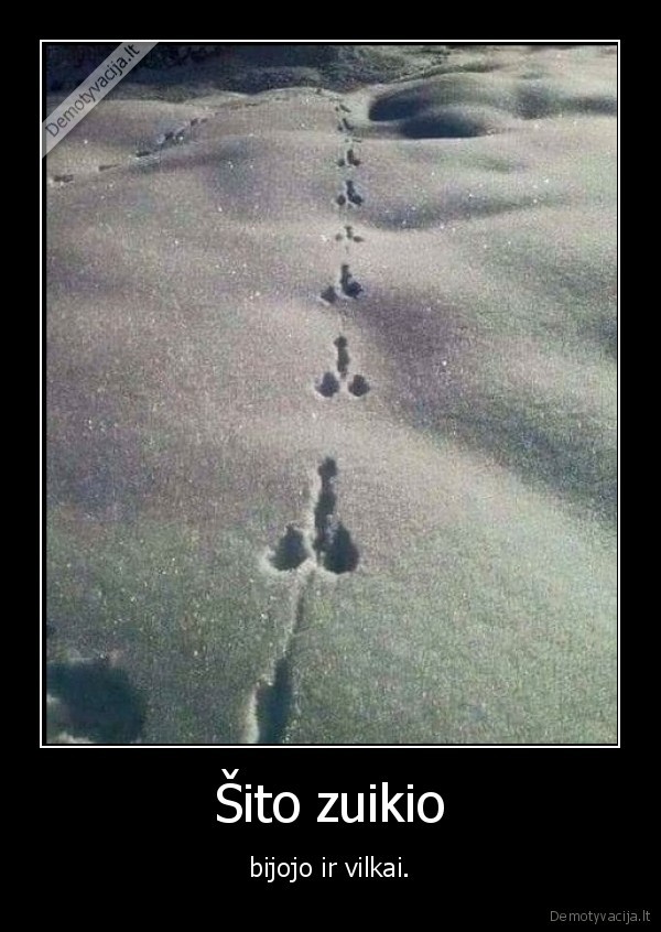 zuikis,vilkas,penis