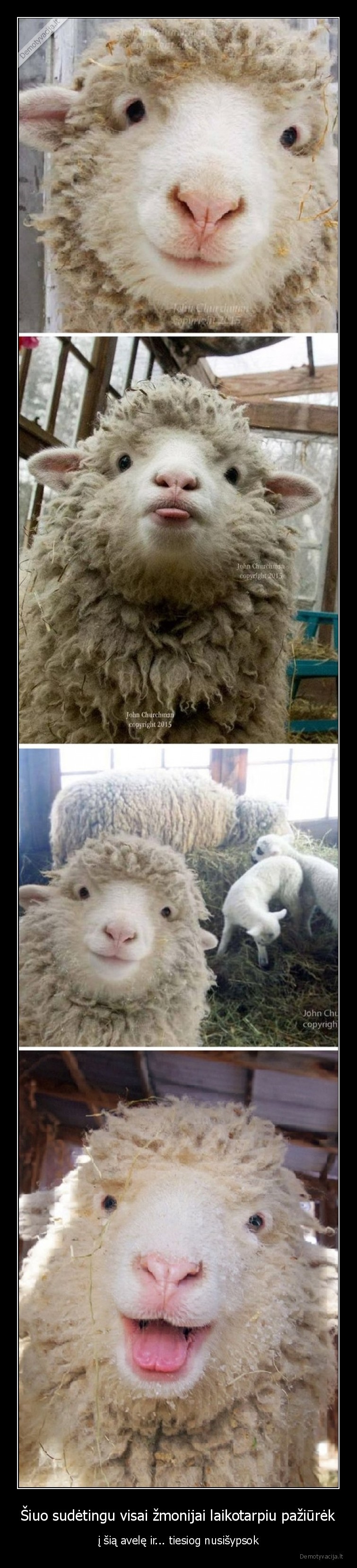 avele,sunku,pandemija,karantinas,pozityvas,sypsena