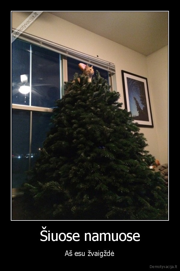 eglutes, zvaigzde,katinas, egluteje