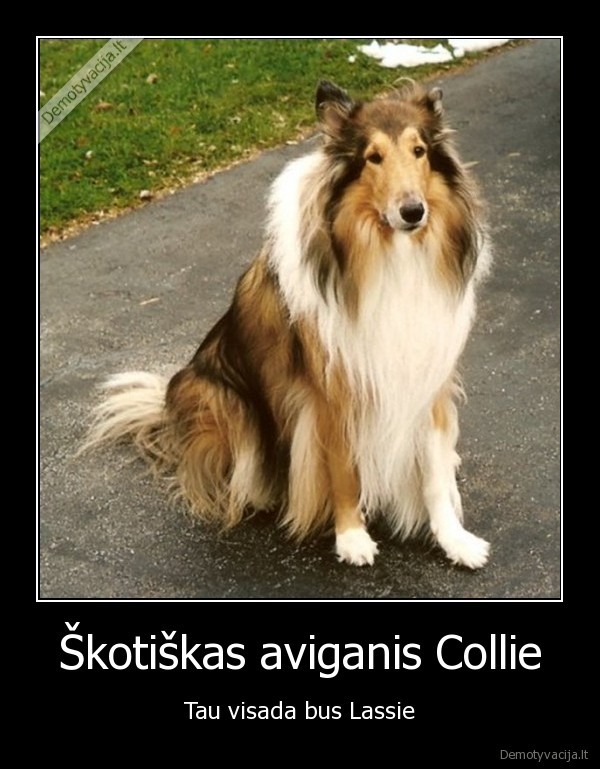 lassie,suo