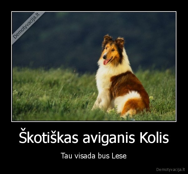 Škotiškas aviganis Kolis