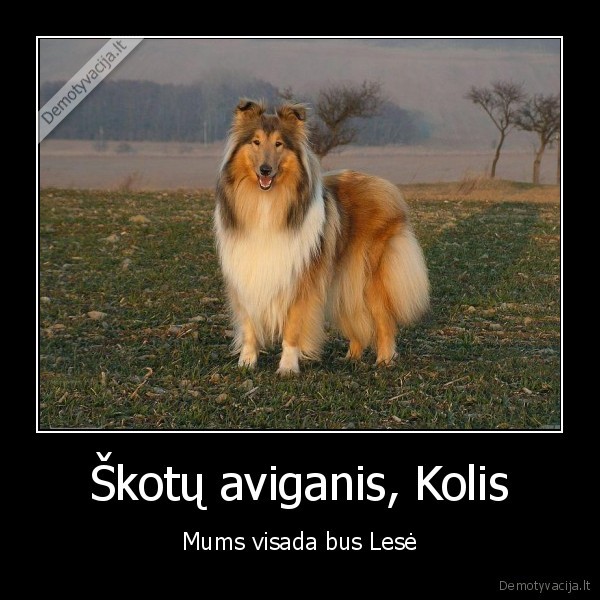 Škotų aviganis, Kolis