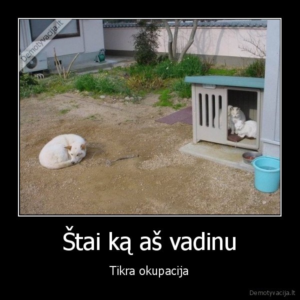 okupantai,kates, uzeme, buda,blogos, kates