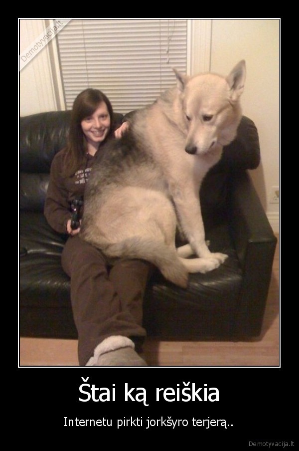 suo,aviganis, ant, sofos