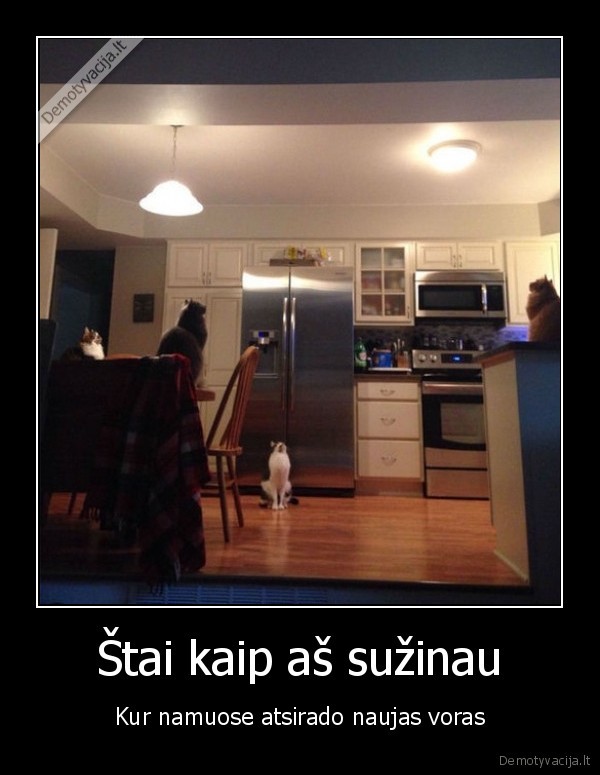 voras, namuose,juokingos, kates