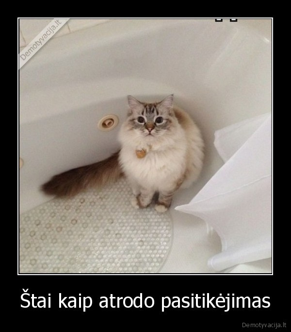 katinas,vanduo,vonia,pasitiki