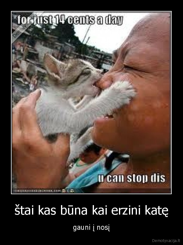 štai kas būna kai erzini katę