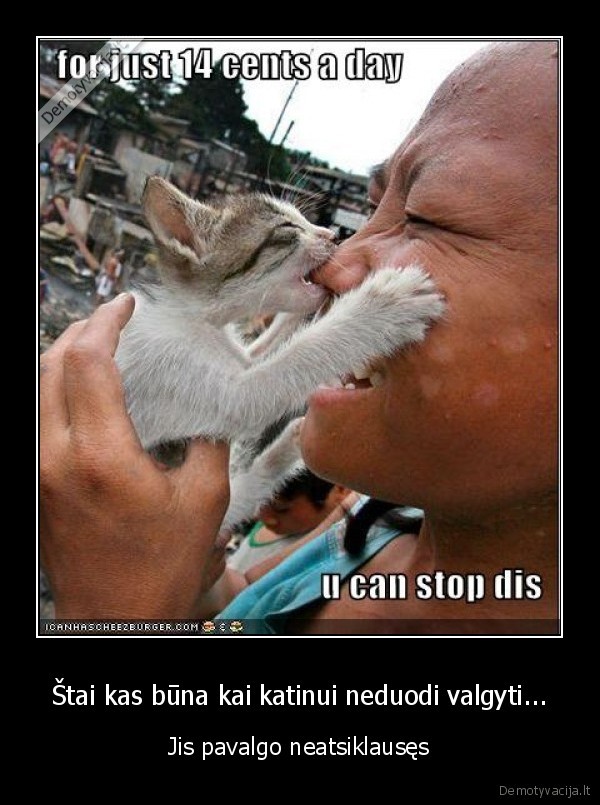 Štai kas būna kai katinui neduodi valgyti...