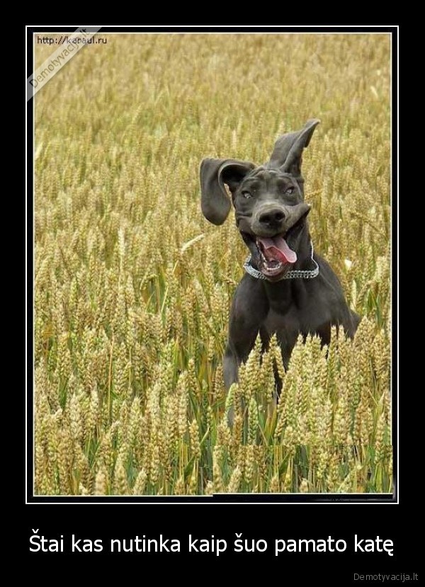 Štai kas nutinka kaip šuo pamato katę