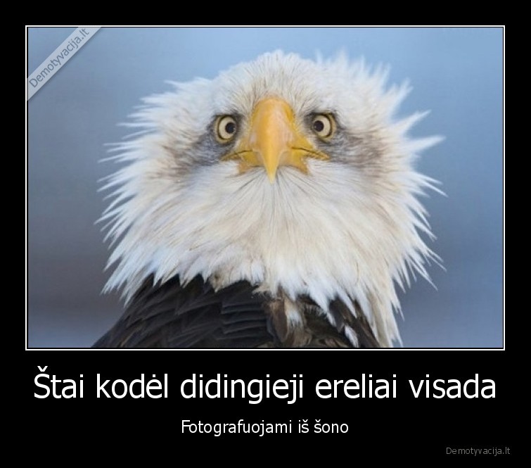 erelis,kvailai, atrodo