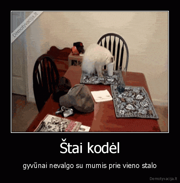 katinas,kate,katinas, nukrito, nuo, stalo