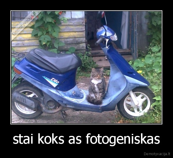 stai koks as fotogeniskas