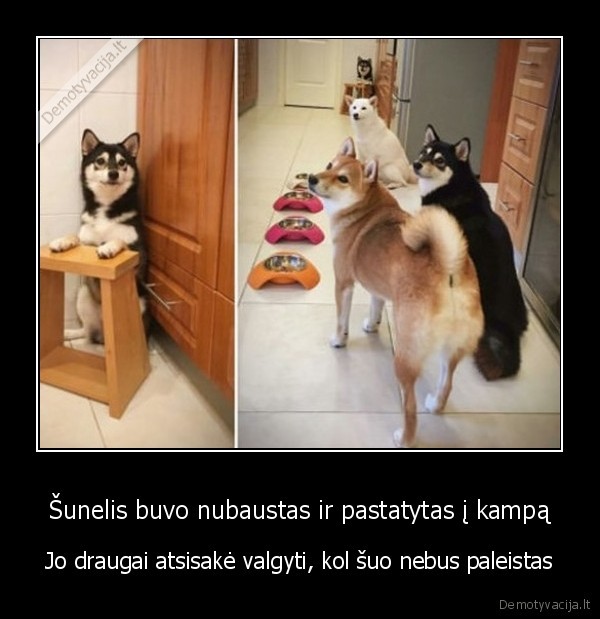 sunys,solidarumas,valgymas