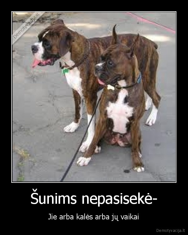 Šunims nepasisekė-