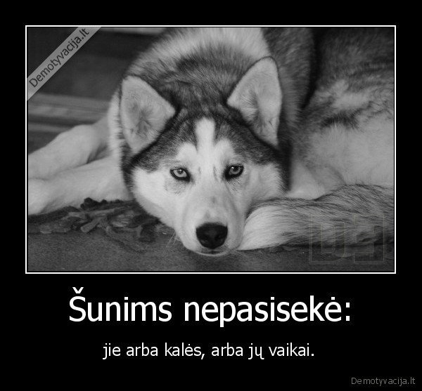 Šunims nepasisekė: