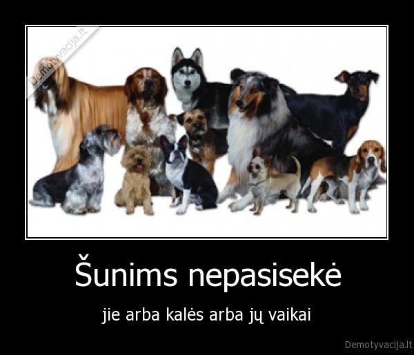 Šunims nepasisekė