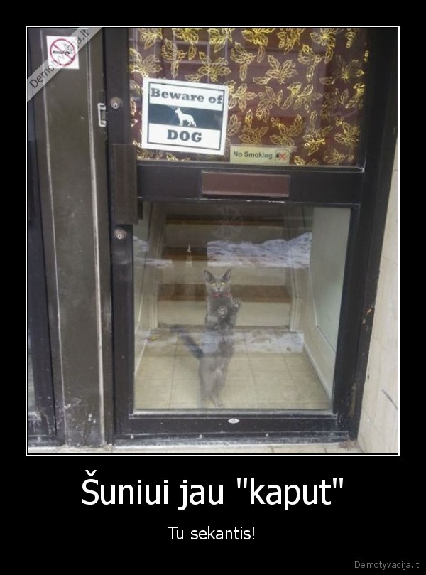 piktas, katinas,baisus, katinas,juokingas, katinas