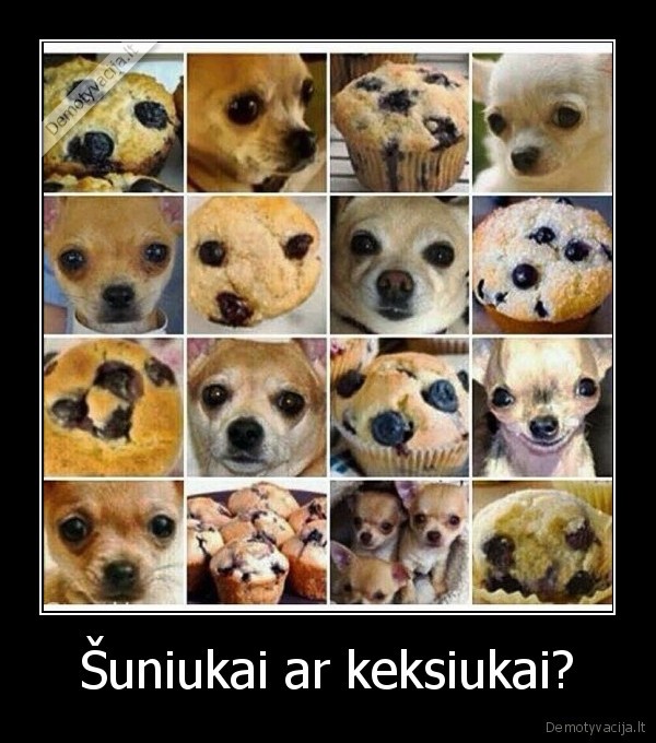 suo,suniukas,keksas,keksiukas