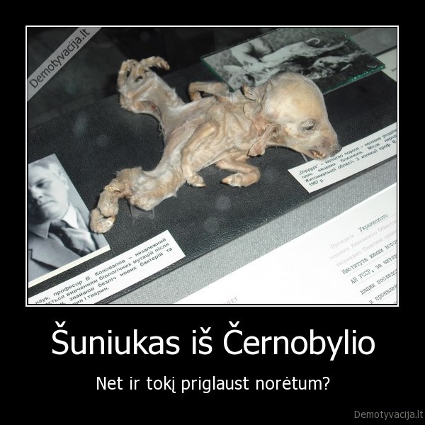 Šuniukas iš Černobylio