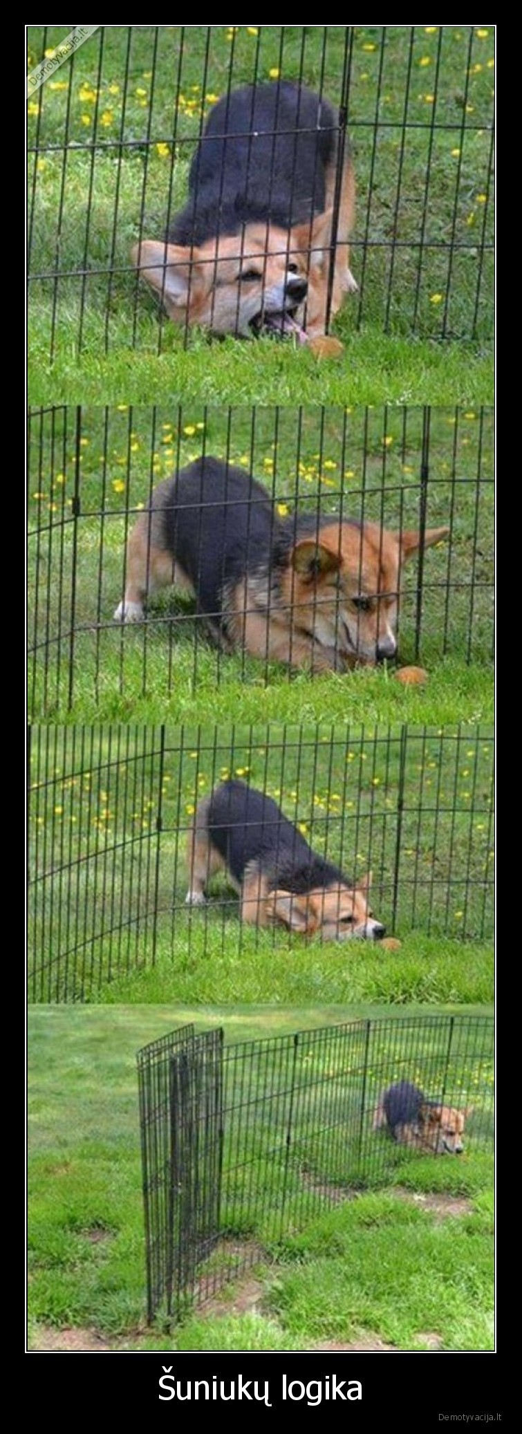 logika,suo,nesupranta,suniukas