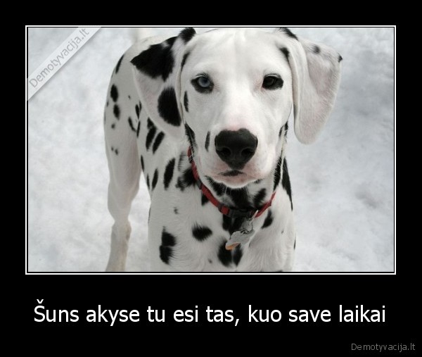 Šuns akyse tu esi tas, kuo save laikai