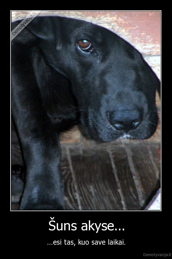 Šuns akyse...