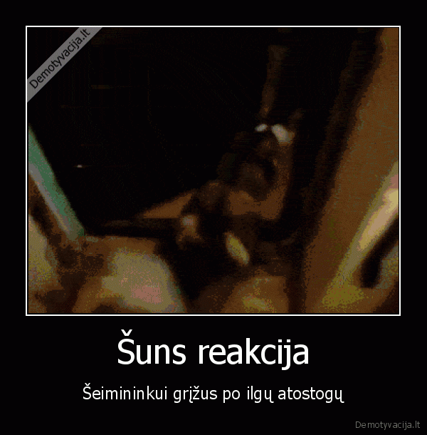 atostogos,laimingas, suo,haskis