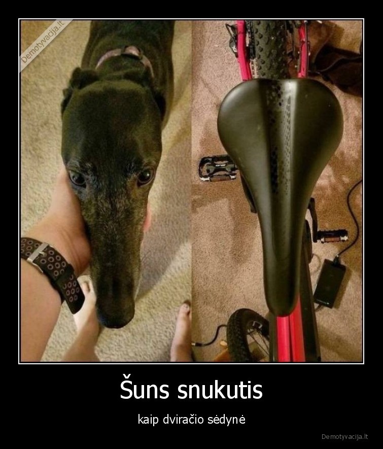 suns,snukutis,panasumai,dviratis,sedyne,sunys,suo