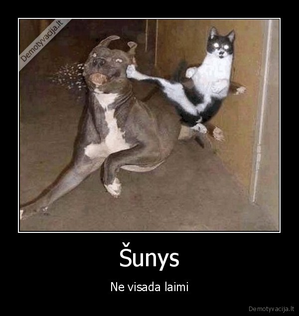 Šunys