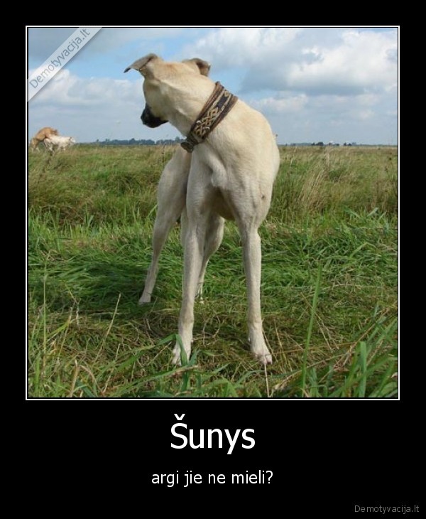 Šunys