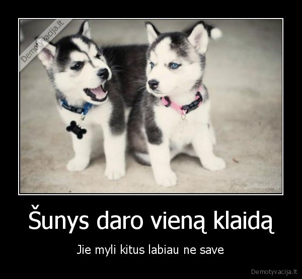 suo,haskis,suns, meile