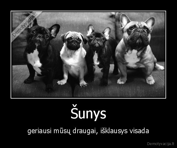 Šunys