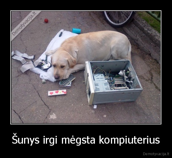 Šunys irgi mėgsta kompiuterius