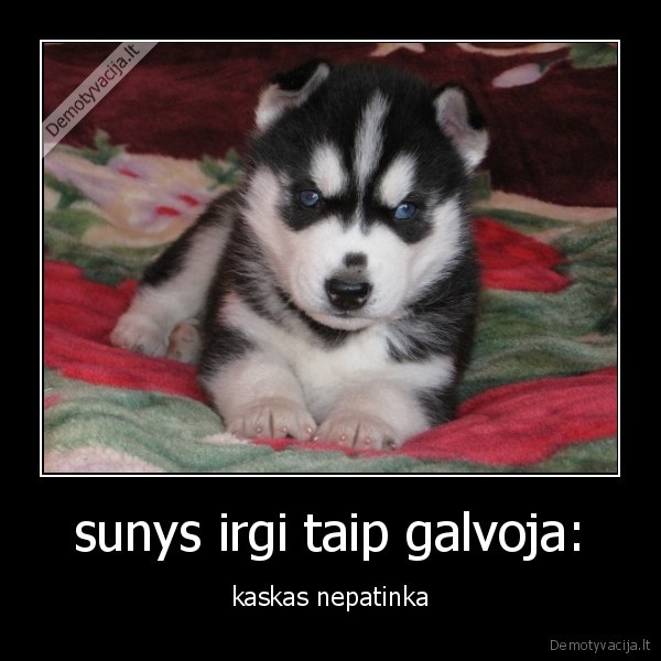 sunys irgi taip galvoja: