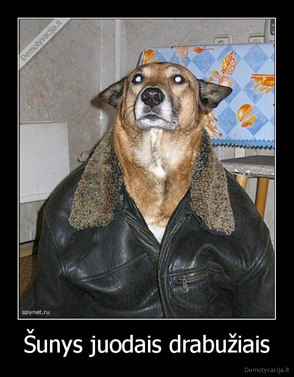 Šunys juodais drabužiais