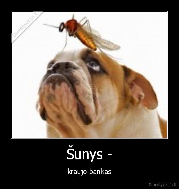 uodai,geria, krauja,sunys,negali, apsigynti