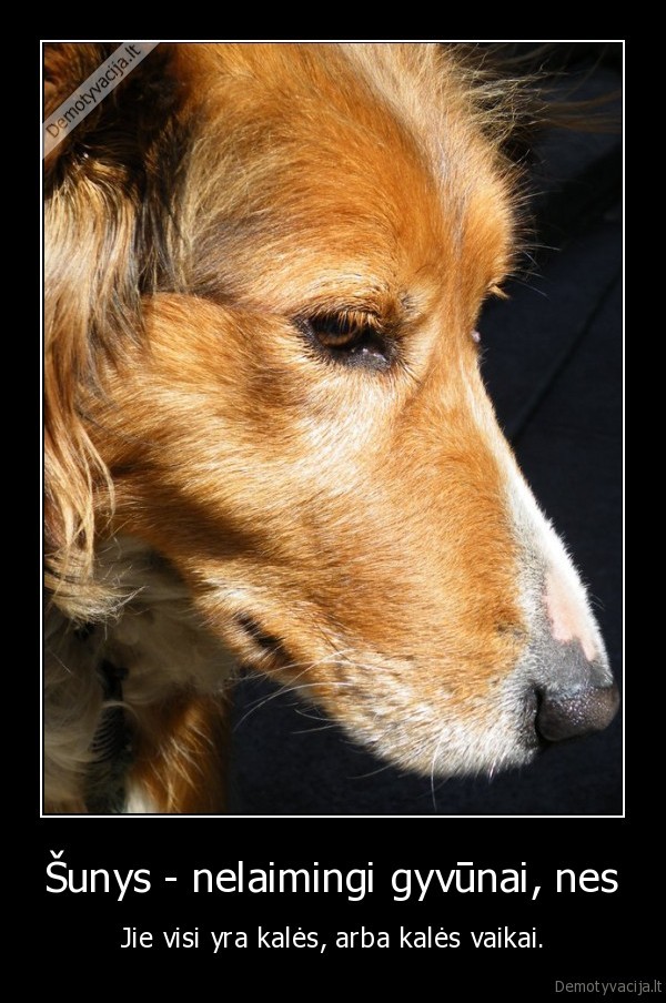 suo,gyvunas,nelaimingas